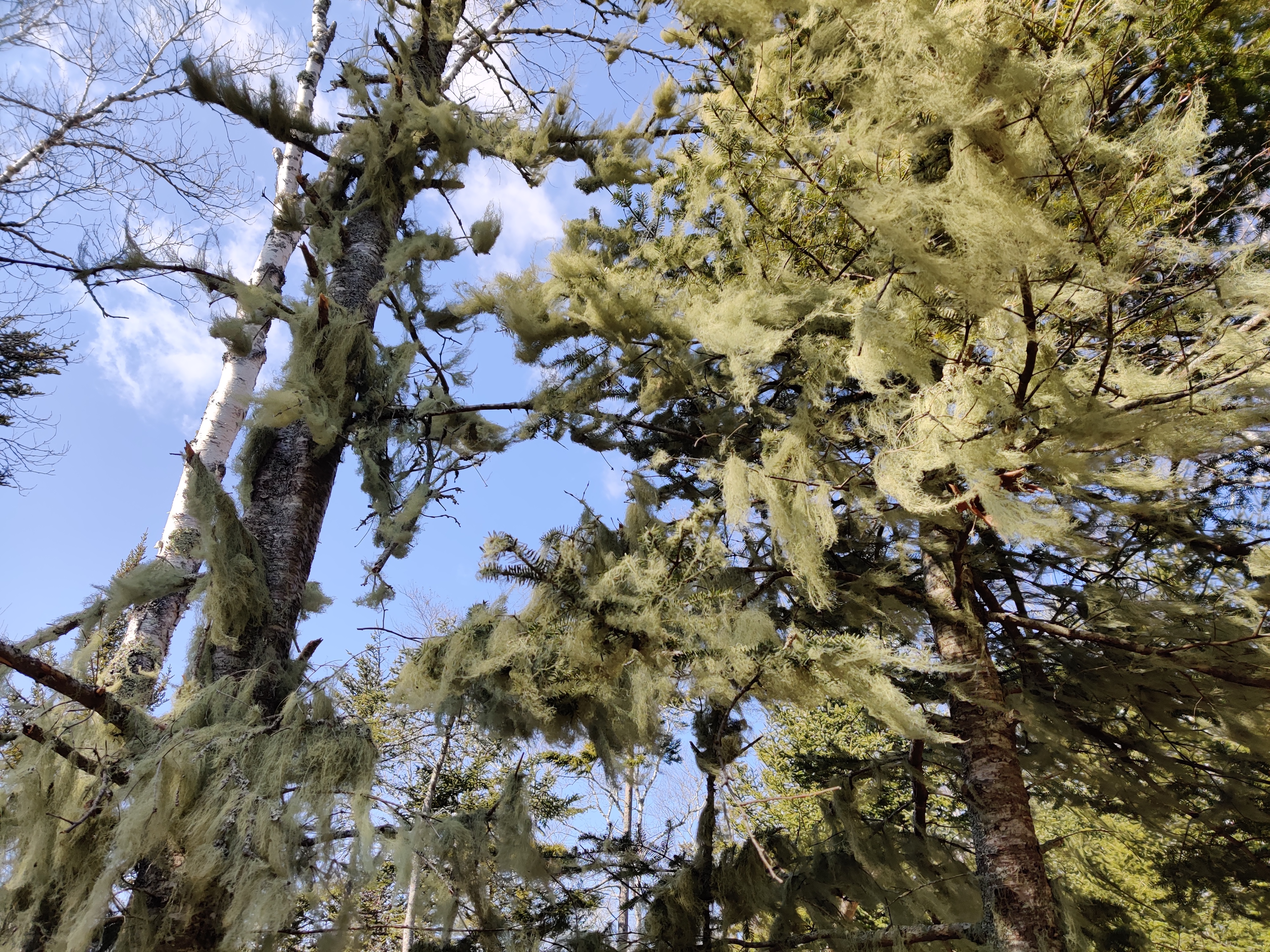 Some weird lichen-like things on a tree in Turtle Head Preserve.